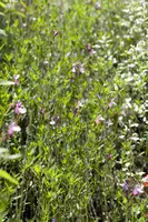 Salvia greggii (Herfstsalie) - afbeelding 1