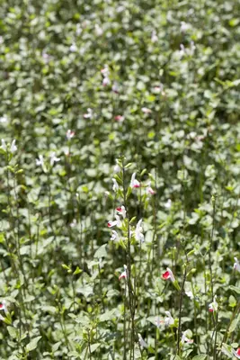 Salvia greggii (Herfstsalie) - afbeelding 3