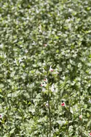 Salvia greggii (Herfstsalie) - afbeelding 3