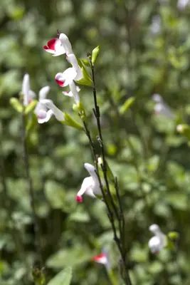 Salvia greggii (Herfstsalie) - afbeelding 4