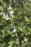 Salvia greggii (Herfstsalie) - afbeelding 4