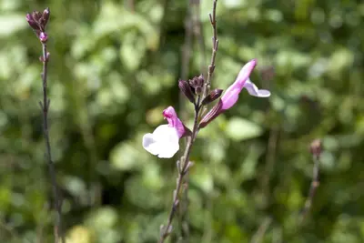 Salvia greggii (Herfstsalie) - afbeelding 2