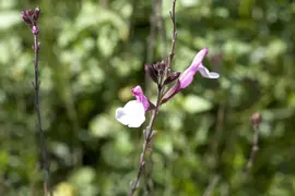 Salvia greggii (Herfstsalie) - afbeelding 2