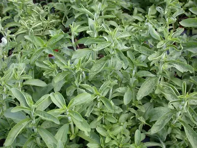Salvia greggii (Herfstsalie) - afbeelding 5