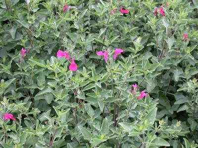 Salvia greggii (Herfstsalie) - afbeelding 6