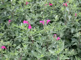 Salvia greggii (Herfstsalie) - afbeelding 6