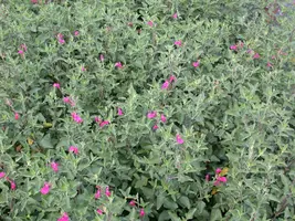 Salvia greggii (Herfstsalie) - afbeelding 7