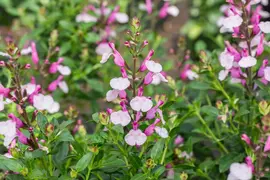 Salvia greggii 'Joy' (Salie) - afbeelding 2