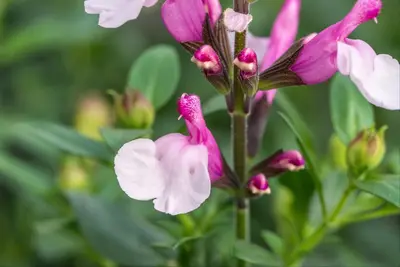 Salvia greggii 'Joy' (Salie) - afbeelding 3