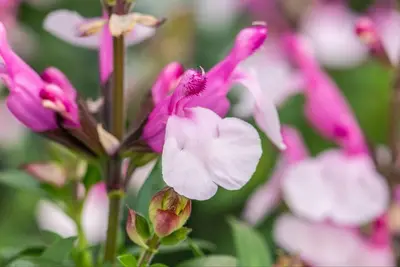 Salvia greggii 'Joy' (Salie) - afbeelding 4