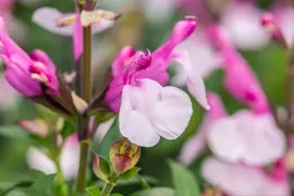 Salvia greggii 'Joy' (Salie) - afbeelding 4