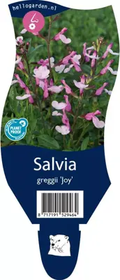 Salvia greggii 'Joy' (Salie) - afbeelding 1