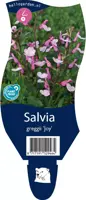 Salvia greggii 'Joy' (Salie) - afbeelding 1