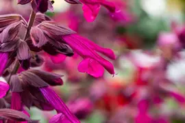 Salvia 'Love & Wishes' (Salie 'Love & Wishes') - afbeelding 1