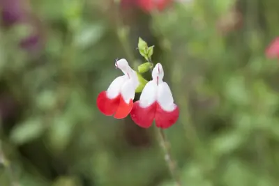 Salvia micr. 'Hot Lips' (Salie) - afbeelding 2