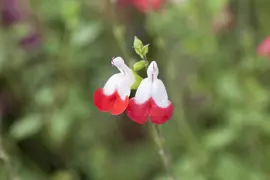 Salvia micr. 'Hot Lips' (Salie) - afbeelding 2