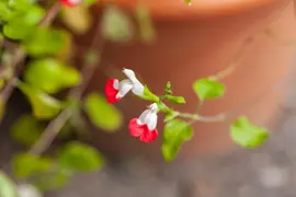 Salvia micr. 'Hot Lips' (Salie) - afbeelding 7