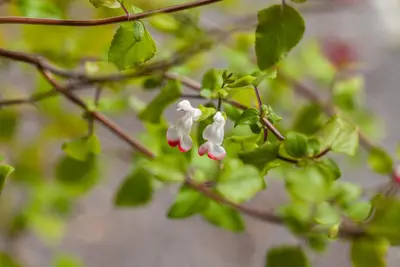 Salvia micr. 'Hot Lips' (Salie) - afbeelding 8