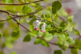 Salvia micr. 'Hot Lips' (Salie) - afbeelding 8