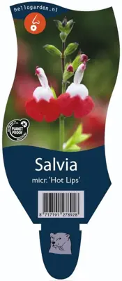 Salvia micr. 'Hot Lips' (Salie) - afbeelding 1
