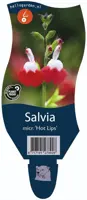 Salvia micr. 'Hot Lips' (Salie) - afbeelding 1