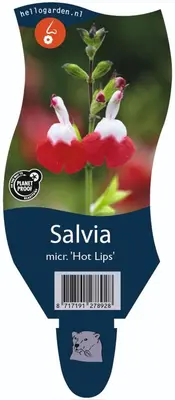 Salvia micr. 'Hot Lips' (Salie) - afbeelding 1