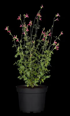Salvia micr. 'Hot Lips' (Salie) - afbeelding 6