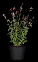 Salvia micr. 'Hot Lips' (Salie) - afbeelding 6