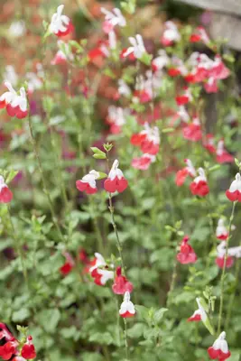 Salvia micr. 'Hot Lips' (Salie) - afbeelding 3