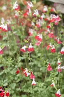 Salvia micr. 'Hot Lips' (Salie) - afbeelding 3