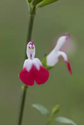 Salvia micr. 'Hot Lips' (Salie) - afbeelding 5
