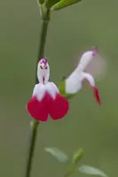 Salvia micr. 'Hot Lips' (Salie) - afbeelding 5