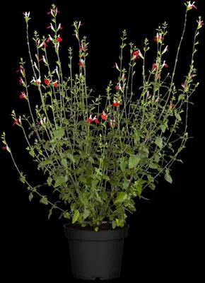 Salvia micr. 'Hot Lips' (Salie) - afbeelding 4