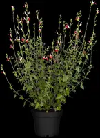 Salvia micr. 'Hot Lips' (Salie) - afbeelding 4