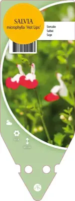 Salvia Microphylla Hot Lips (Salie) - afbeelding 1