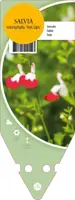 Salvia Microphylla Hot Lips (Salie) - afbeelding 1