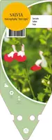 Salvia Microphylla Hot Lips (Salie) kopen?