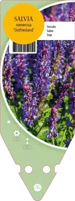 Salvia Nemerosa Ostfriesland (Salie) - afbeelding 1