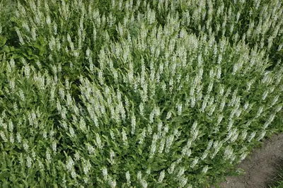Salvia Nemerosa Schneehugel (Salie) - afbeelding 5
