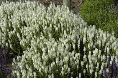 Salvia Nemerosa Schneehugel (Salie) - afbeelding 6