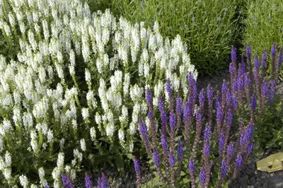 Salvia Nemerosa Schneehugel (Salie) - afbeelding 7