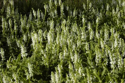 Salvia Nemerosa Schneehugel (Salie) - afbeelding 8