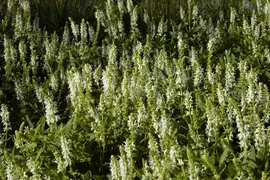 Salvia Nemerosa Schneehugel (Salie) - afbeelding 8