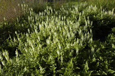 Salvia Nemerosa Schneehugel (Salie) - afbeelding 9