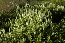 Salvia Nemerosa Schneehugel (Salie) - afbeelding 9