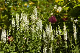 Salvia Nemerosa Schneehugel (Salie) - afbeelding 3