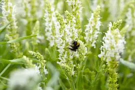 Salvia Nemerosa Schneehugel (Salie) - afbeelding 11