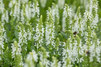 Salvia Nemerosa Schneehugel (Salie) - afbeelding 12