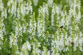 Salvia Nemerosa Schneehugel (Salie) - afbeelding 12