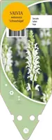 Salvia Nemerosa Schneehugel (Salie) - afbeelding 1